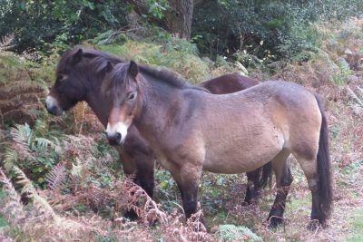 Exmoor ponies