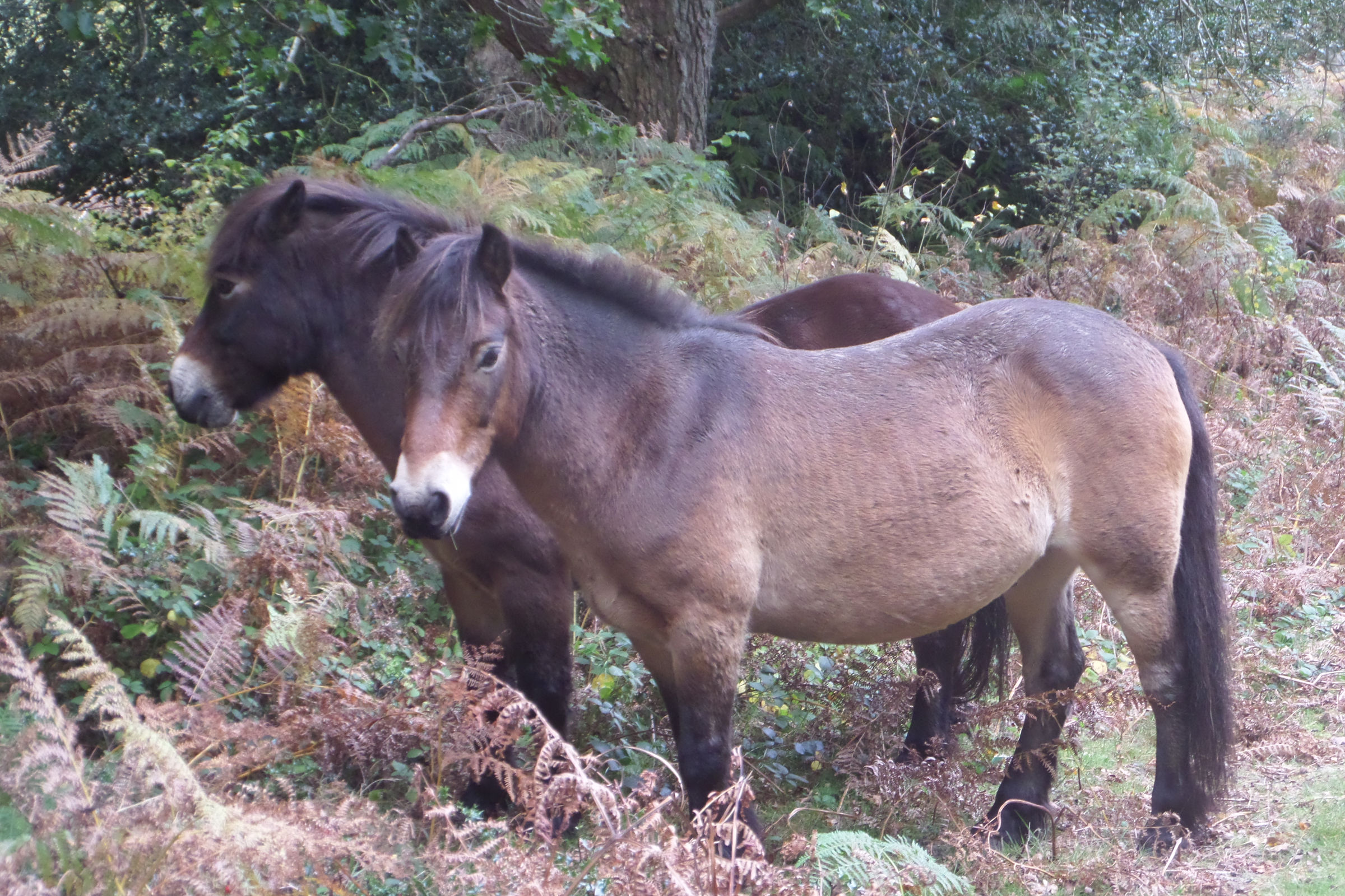 Devil’s Punchbowl and New Forest