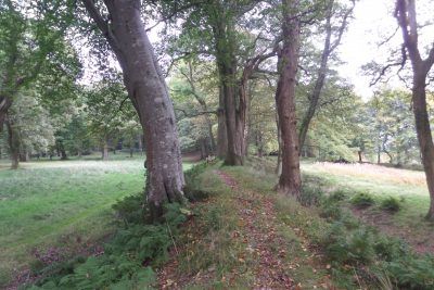 The hill fort is unusual to us who are far more used to the great open hill forts of Dorset and Wiltshire that are on open grassland. Here the whole fort is covered in mature trees.