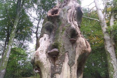 This old tree has new life as host to a range of bracket fungi and is peppered with woodpecker holes