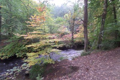 Medieval Weir at Parke