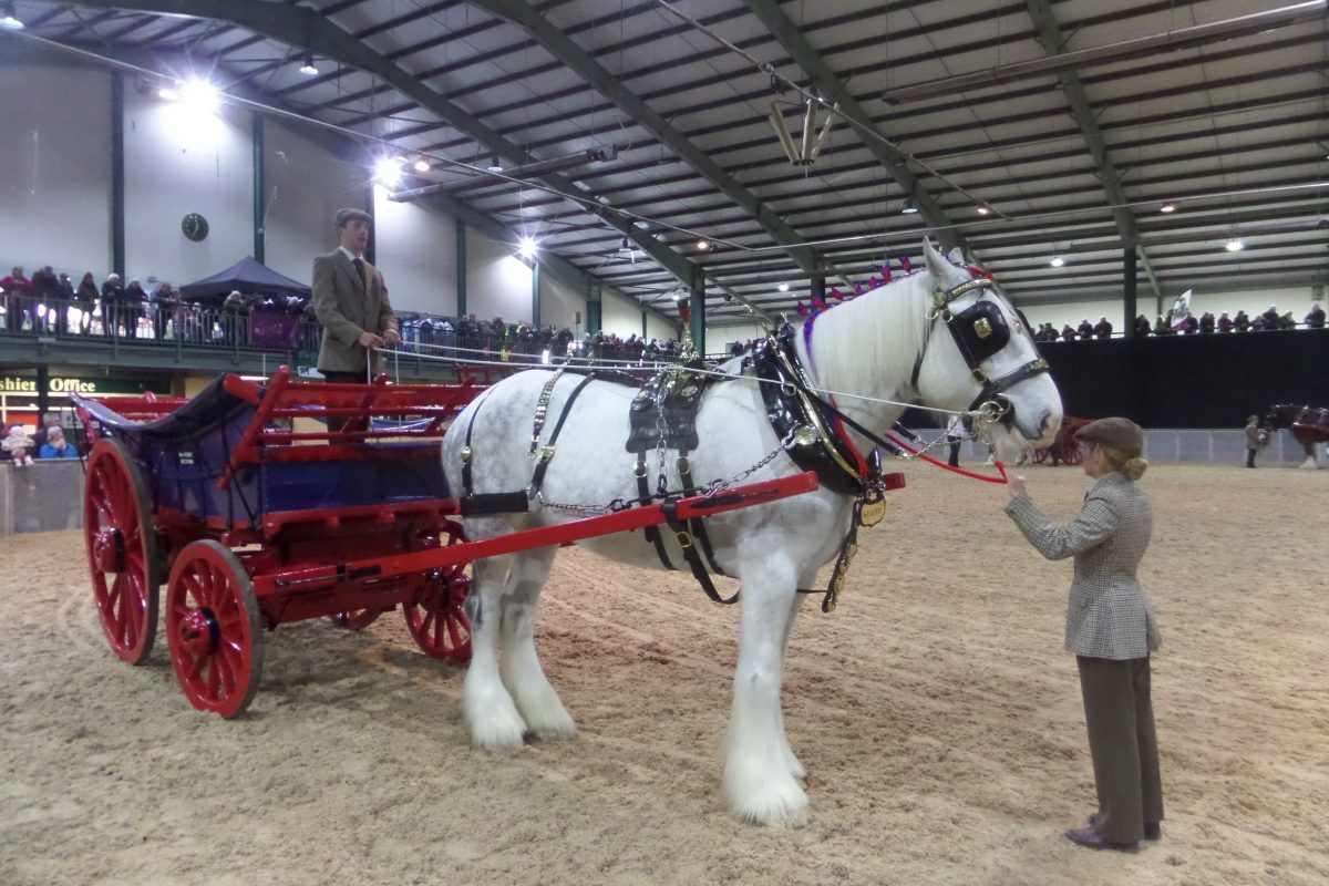 Silver was my favourite horse in the show although not always as well placed as I hoped.