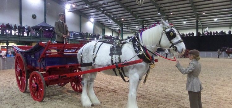 Shire Horse Show – 2