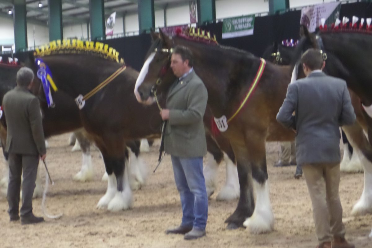 This horse and handler were so comfortable with each other that he stood directly under the horse's neck whilst it rested it head on his chest and hod it nose stroked. There was quite a long wait in the queue for the judging and they stood here like this for at least 30 minutes