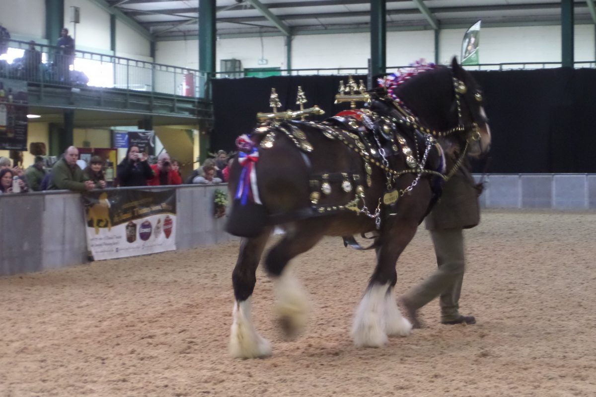 An elaborately decorated horse. This is equine bling as good as it gets!