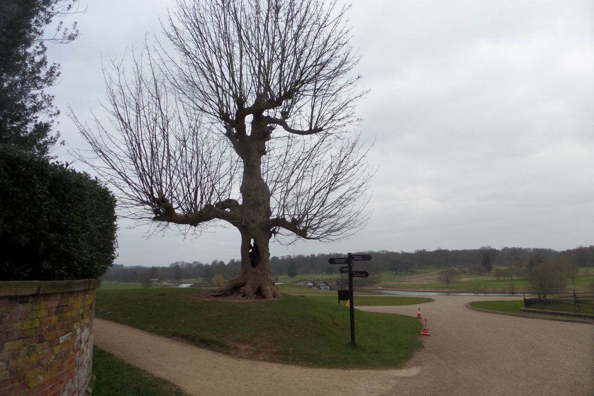 Great willow tree outside Kedleston Hall