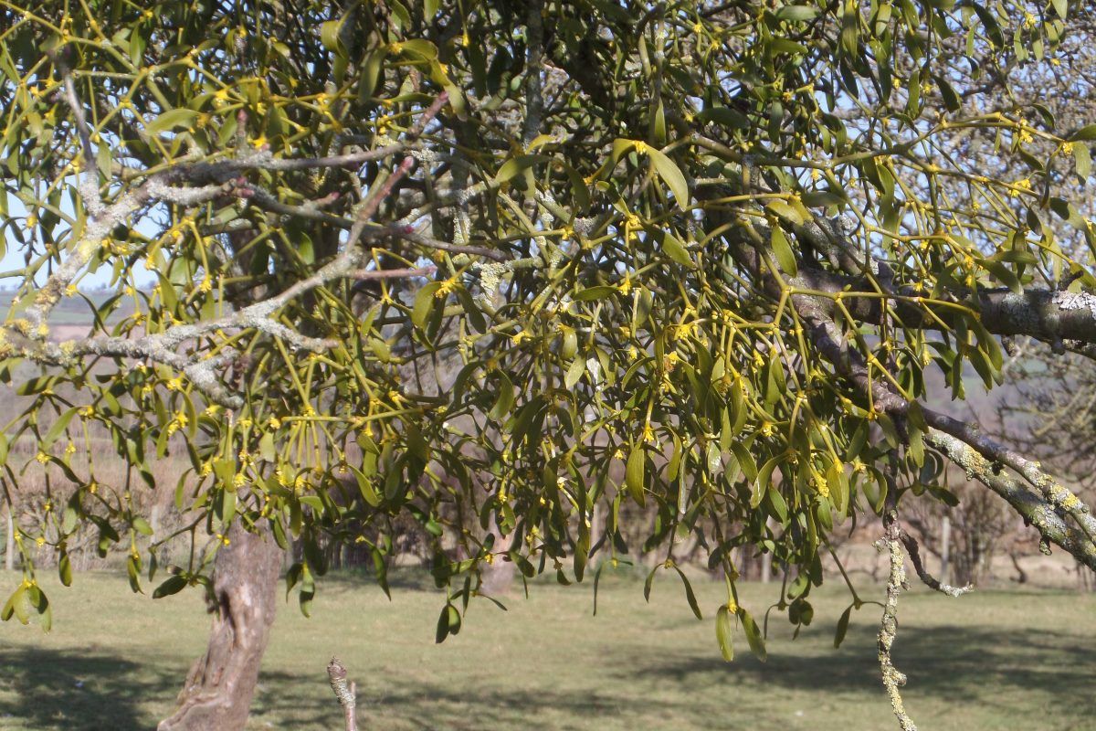 Mistletoe is everywhere! This is in the orchard at Bilbury Farm and is low enough to get close to.