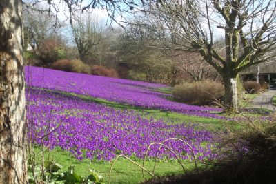 Crocuses in the walled garden at Wallington