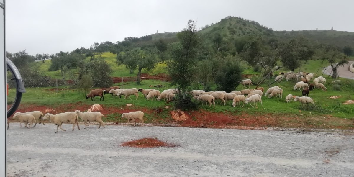 Grazing sheep behind Bertie - some with bells